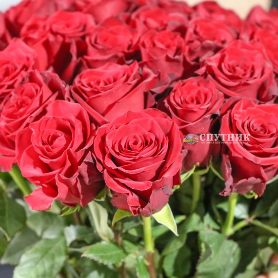 Букет 51 красная роза Эксплорер 50 см.