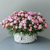 Корзина 300 розовых пионов «Сара Бернар»